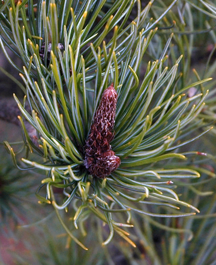 Pinus pumila Glauca ws (1).jpg